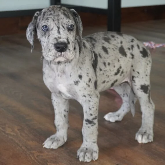 Merle Great Dane puppy standing on a wooden floor indoors.