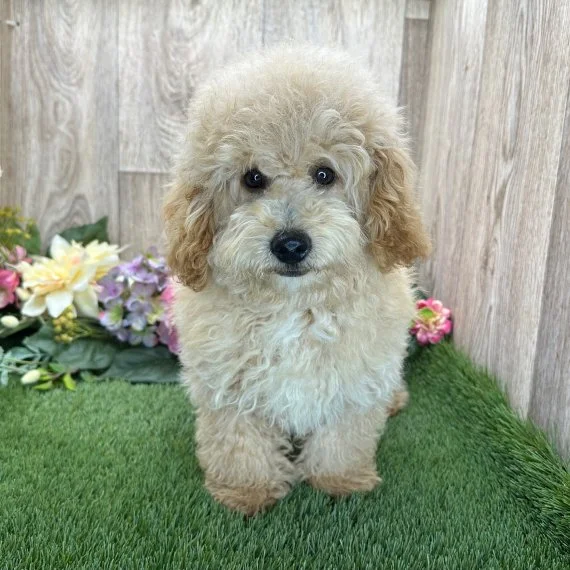 Fluffy beige puppy on grass with flowers in background.