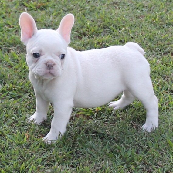 White French Bulldog puppy standing on grass
