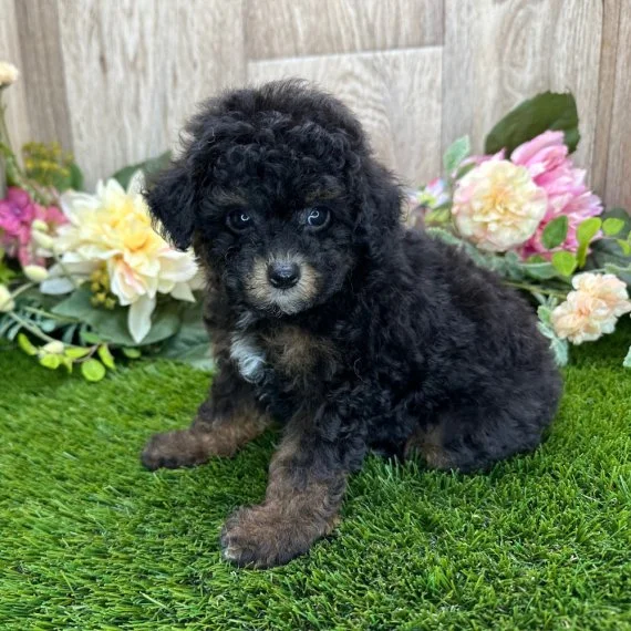Small black puppy with curly fur sitting on grass, surrounded by colorful flowers.
