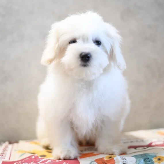 fluffy white puppy sitting on colorful rug