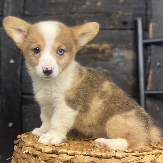 Corgi puppy with heterochromia sitting on a woven surface