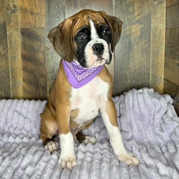 Boxer puppy with purple bandana sitting on a fluffy blanket.