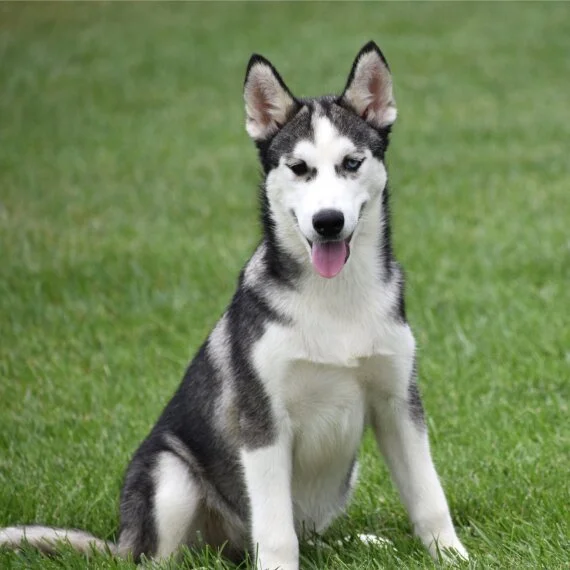 Siberian Husky sitting on grass