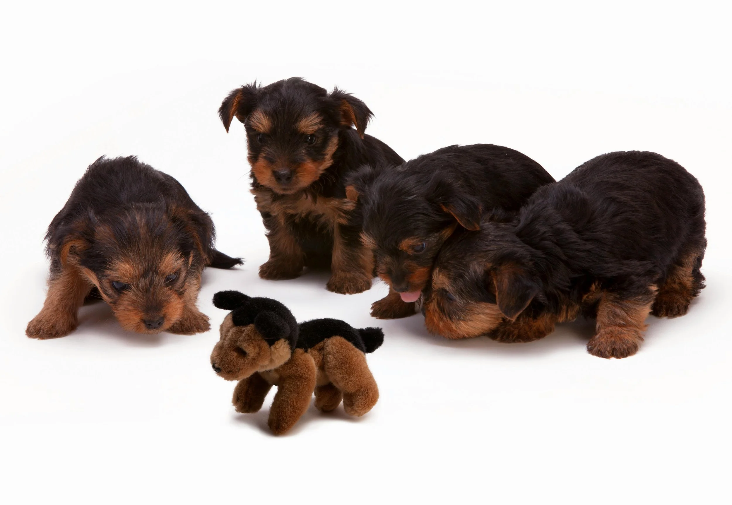 Four Yorkie puppies playing with a small stuffed dog toy on a white background.