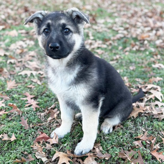 German Shepherd puppy sitting on grass with fallen leaves