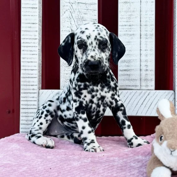Dalmatian puppy sitting on a pink blanket with a stuffed rabbit toy nearby.