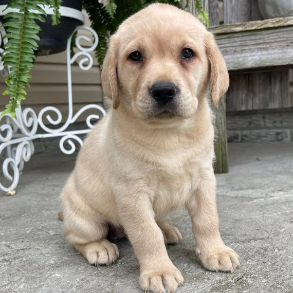 Yellow Labrador Retriever puppy sitting on a concrete floor next to a bench and potted plant.