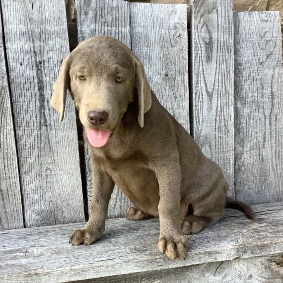 Gray Labrador puppy sitting on a wooden surface outdoors.