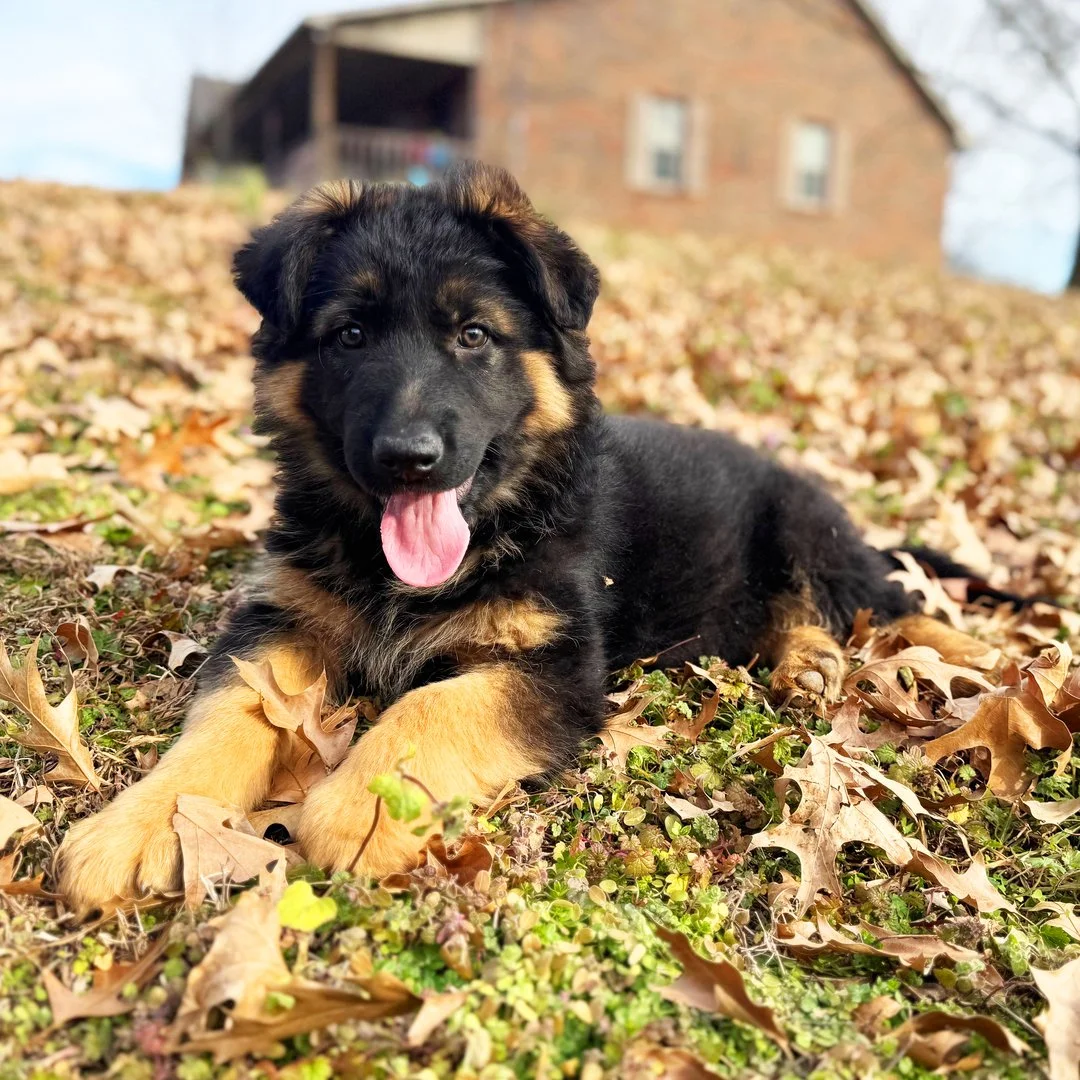 German Shepherd puppy lying on grass with autumn leaves, house in background.