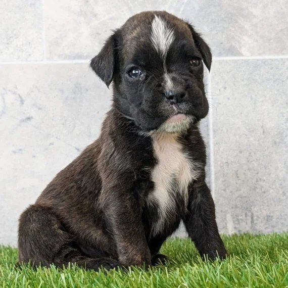 Cute puppy sitting on grass with a brick wall background.