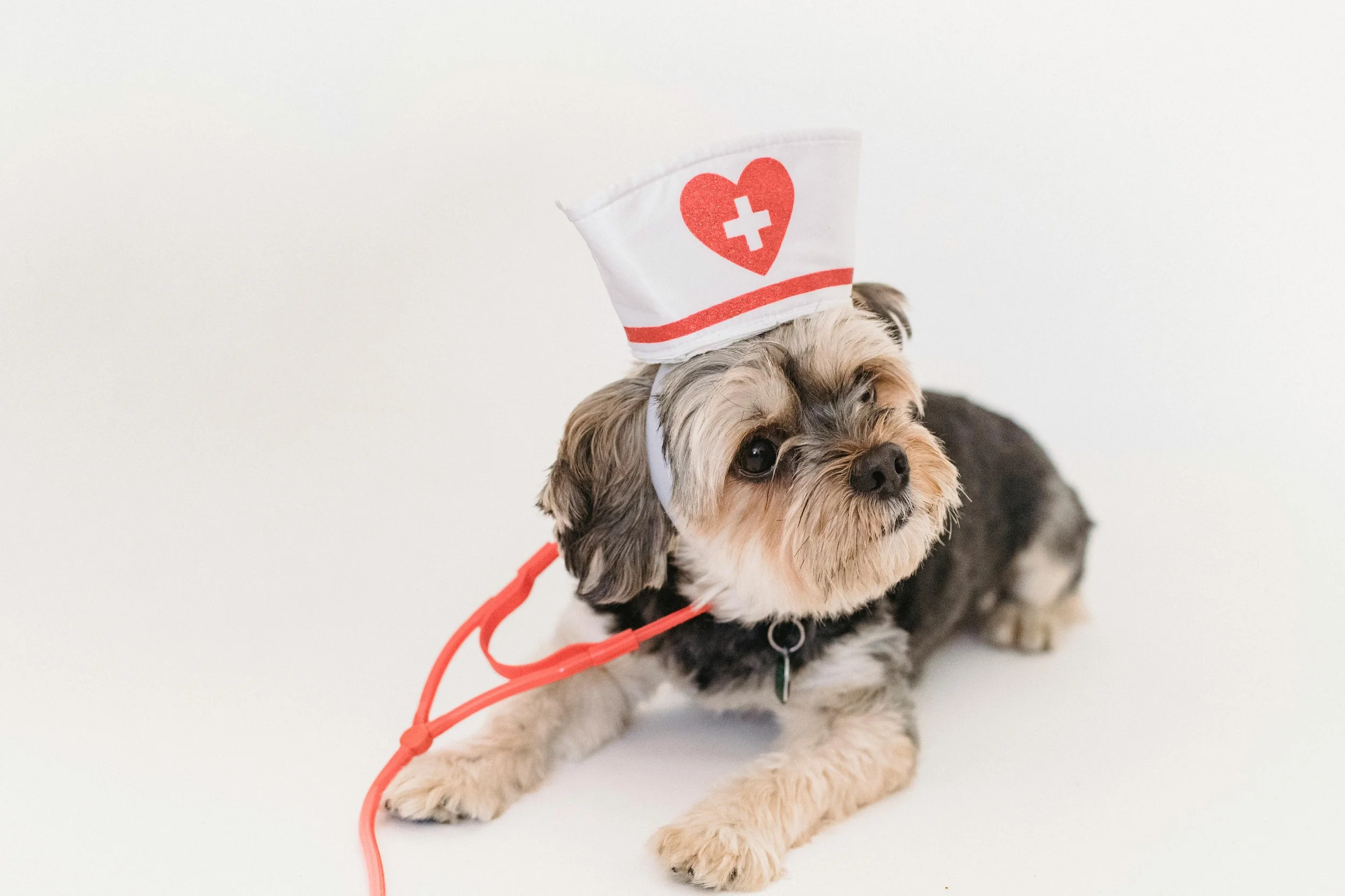 Cute dog wearing a nurse hat and a red stethoscope