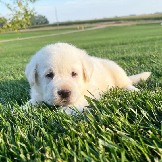 White puppy lying on green grass outdoors