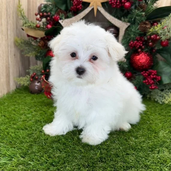 Fluffy white puppy sitting on grass with Christmas decorations in the background.