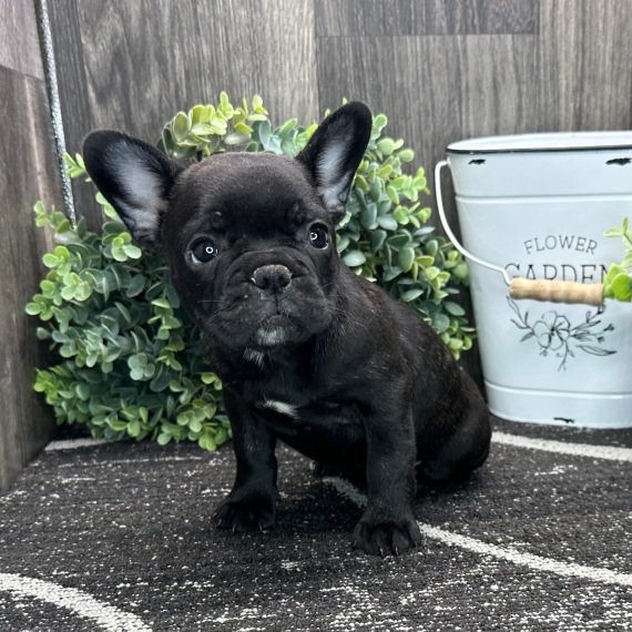 Black French Bulldog puppy sitting indoors next to a decorative white metal bucket and green plants.