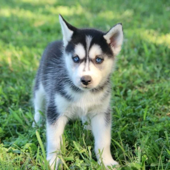 Siberian Husky puppy on grass