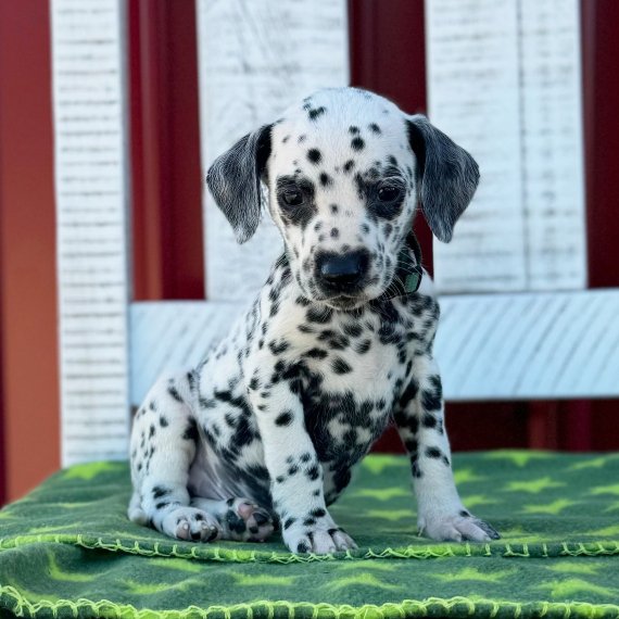 Dalmatian puppy sitting on a green blanket against a red and white background.
