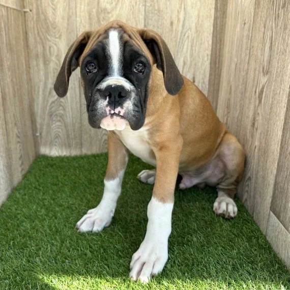 Boxer puppy sitting on grass with wood panel background.