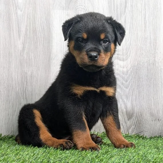 Rottweiler puppy sitting on grass indoors.