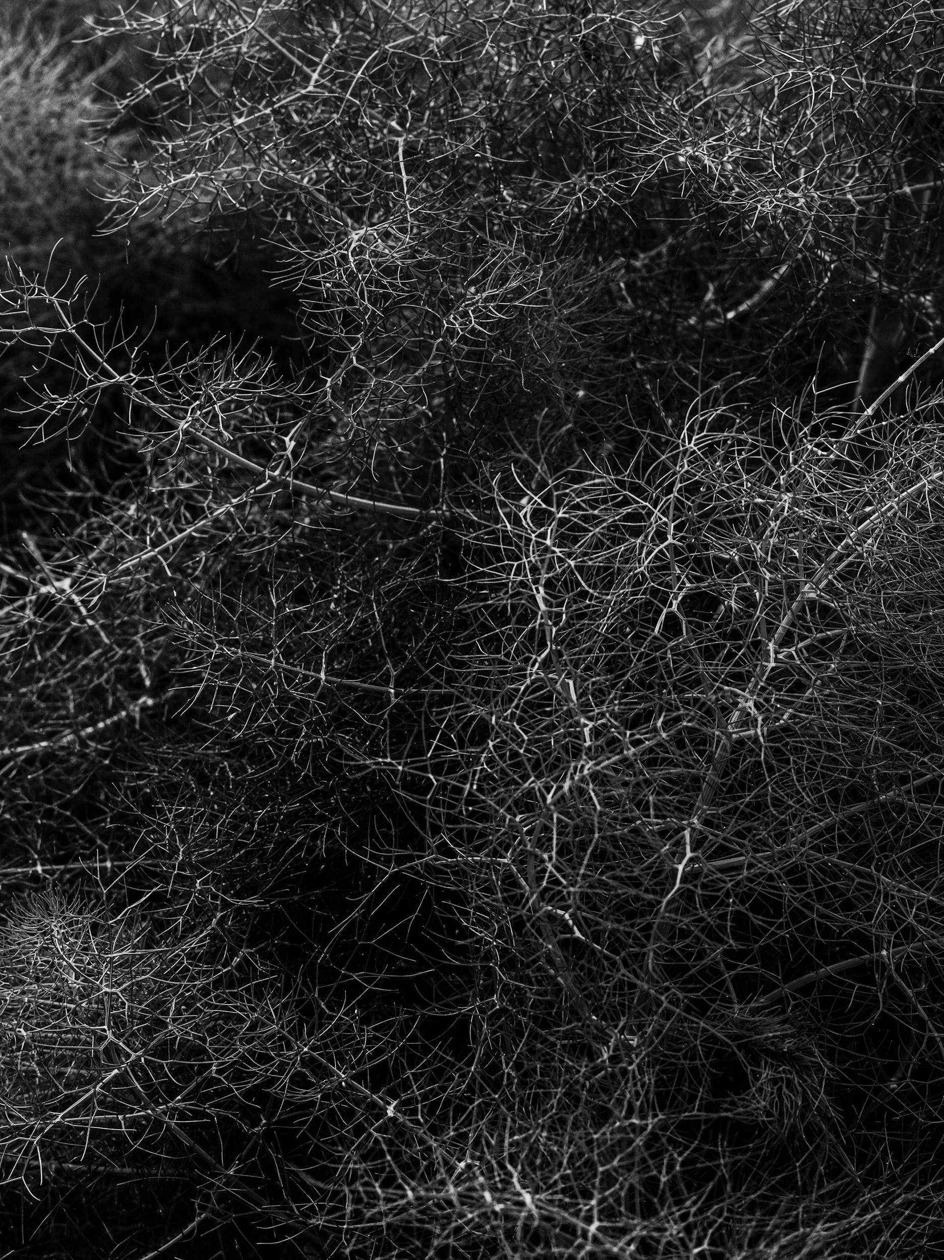 Addiction as Relational Nervous System Collapse