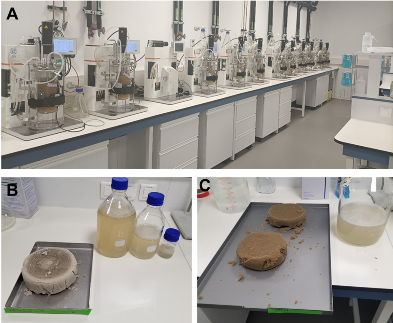 Figure 2: Plant cell culture cultivation in stirred-tank bioreactors at LIST (A); cell cakes retrieved prior to downstream extraction (B and C).