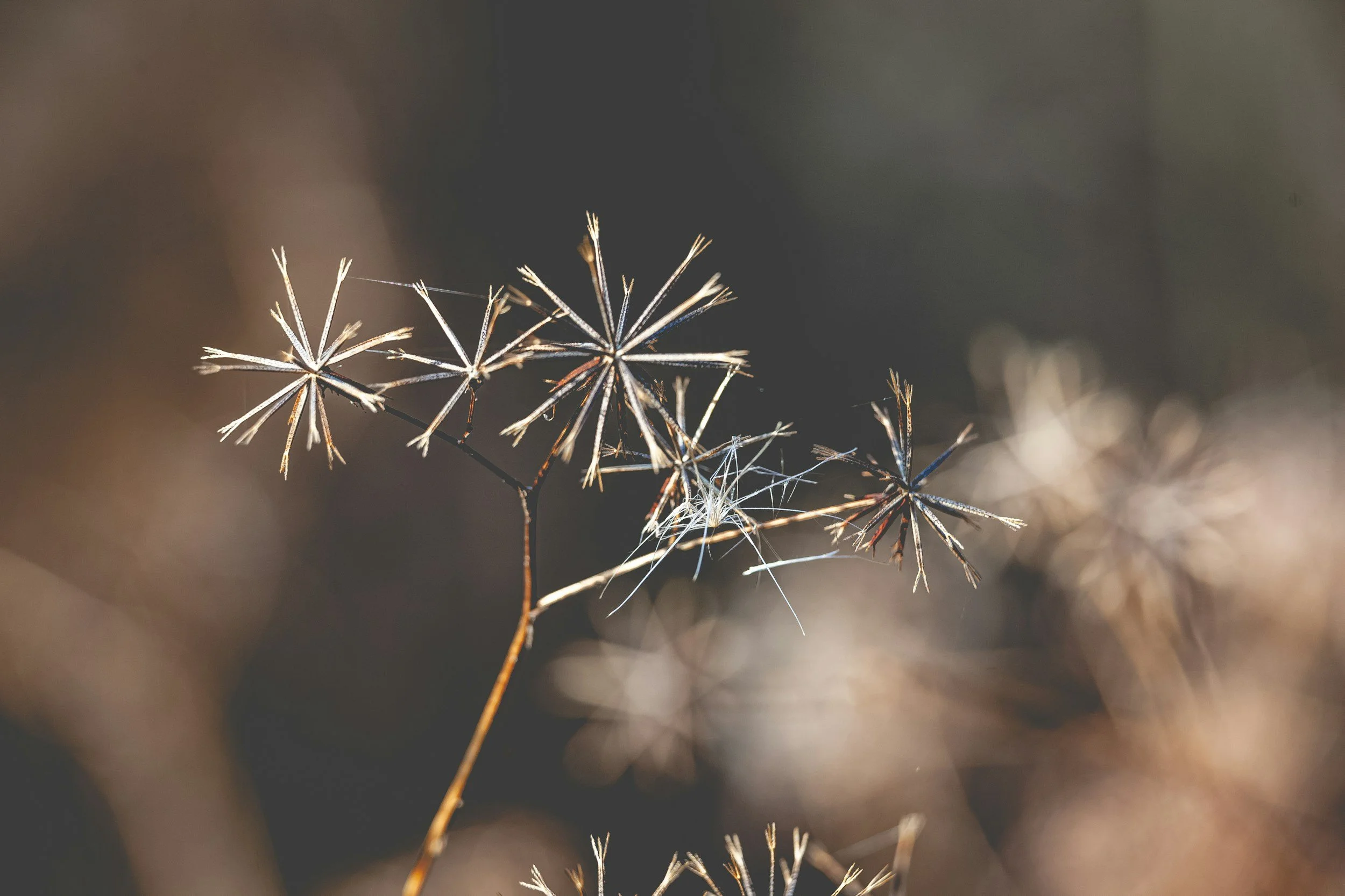 Why Mediation Matters After the Death of a Parent