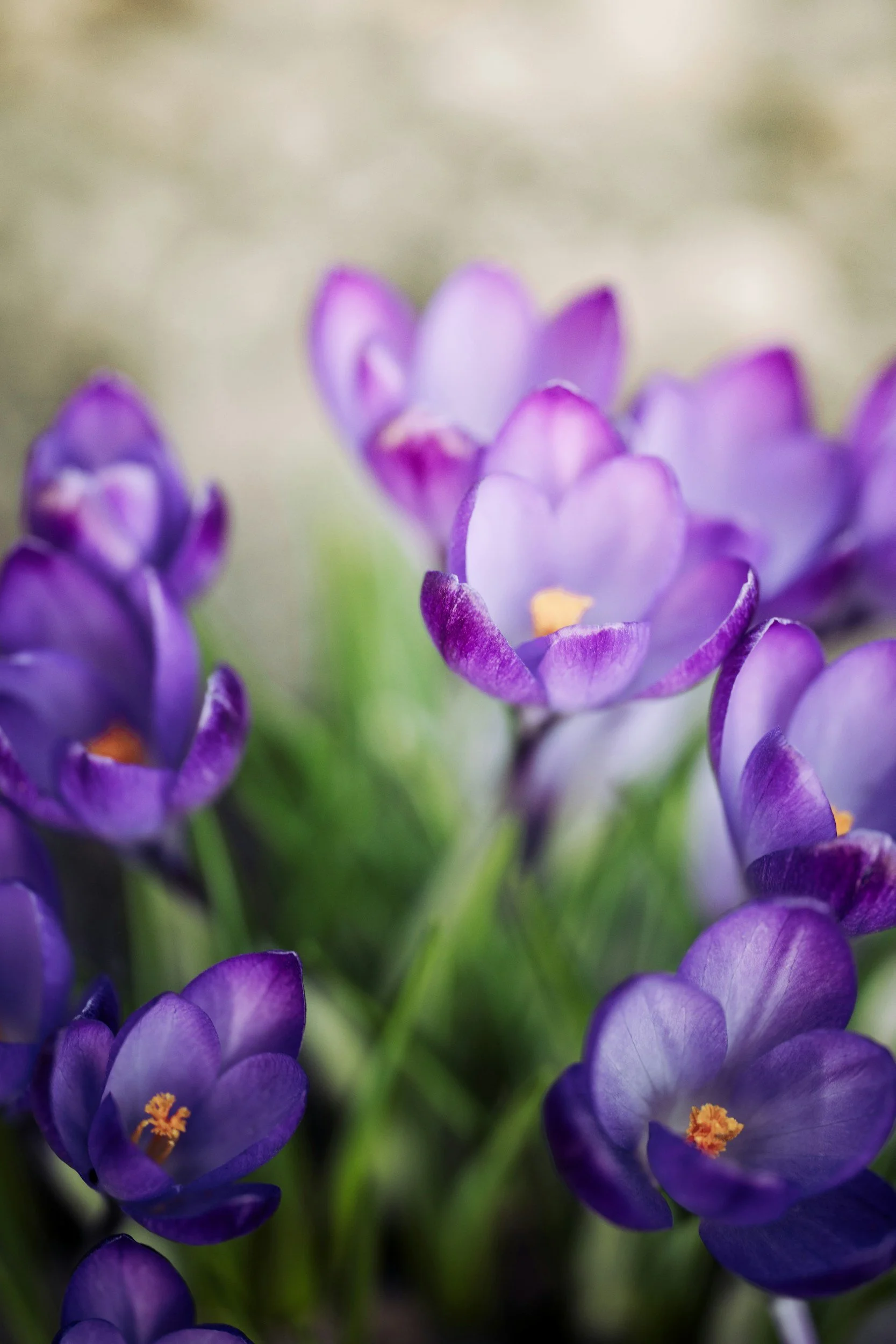 Close-up of purple flowers with orange centers and green stems, slightly blurred background.