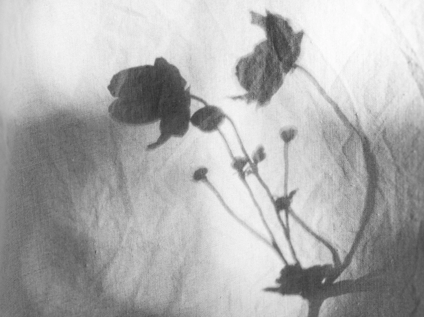 Soft, slightly blurred black-and-white photograph of a solitary flower