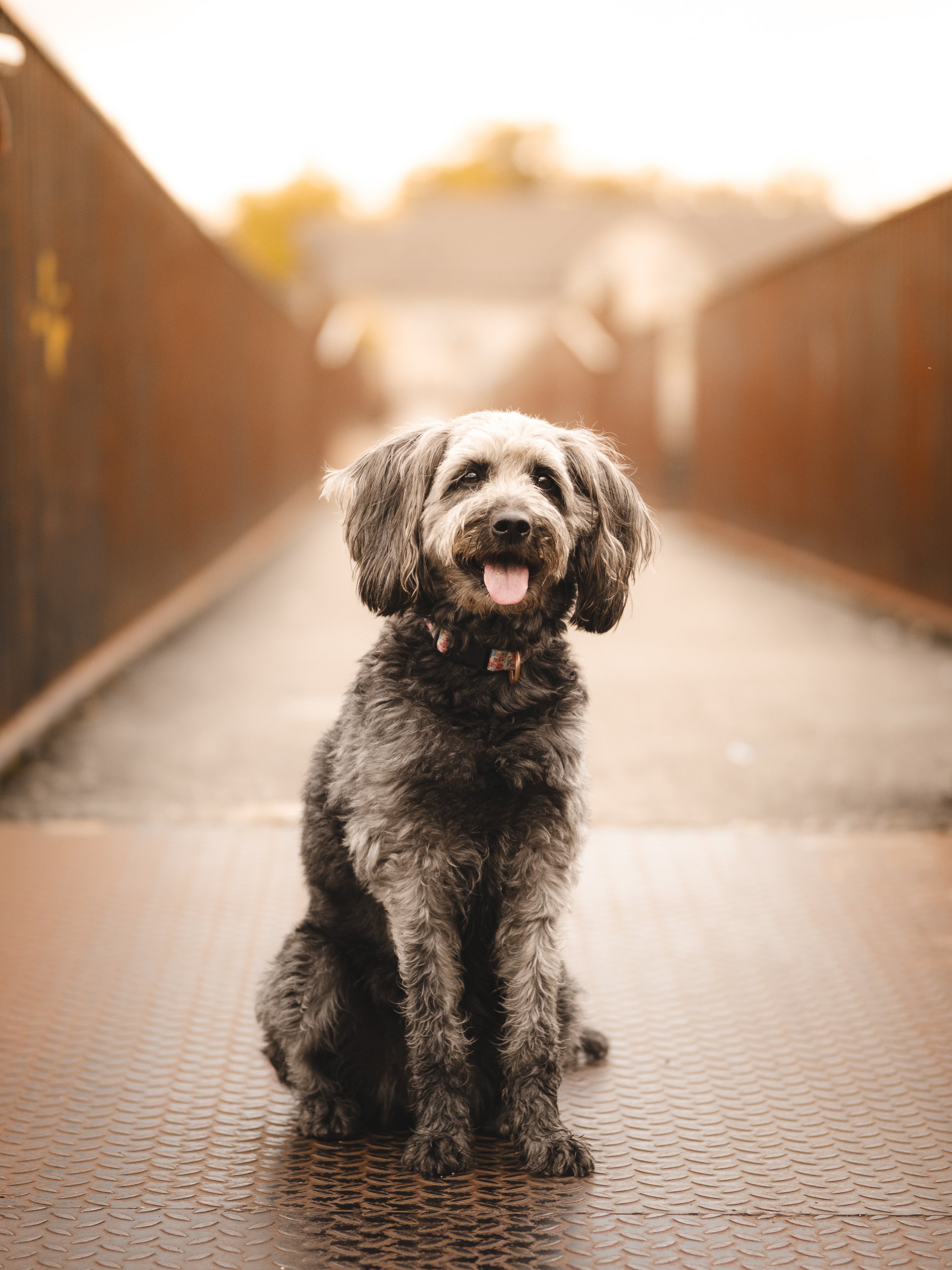 Bailey