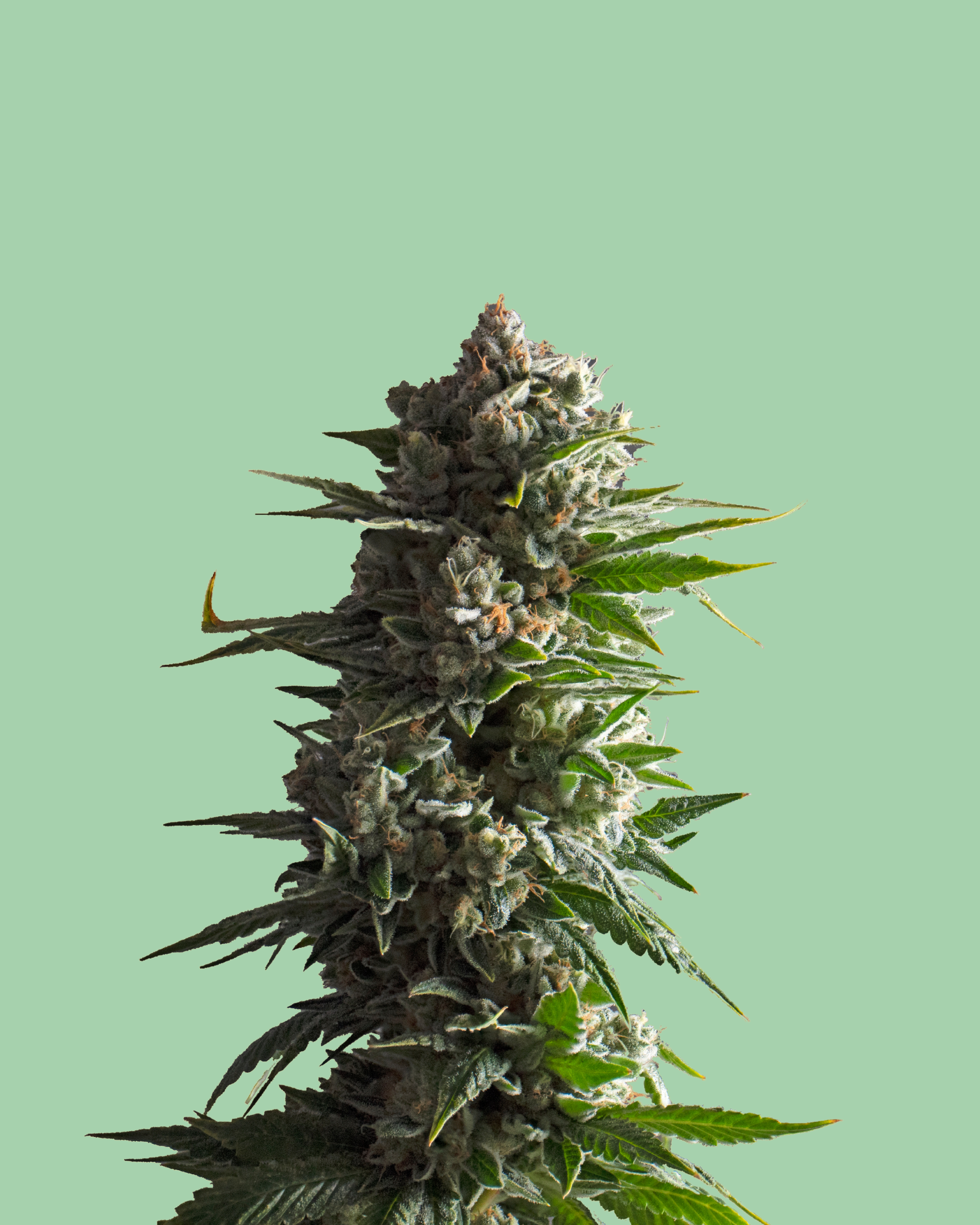 Organic Grown Cannabis Flower