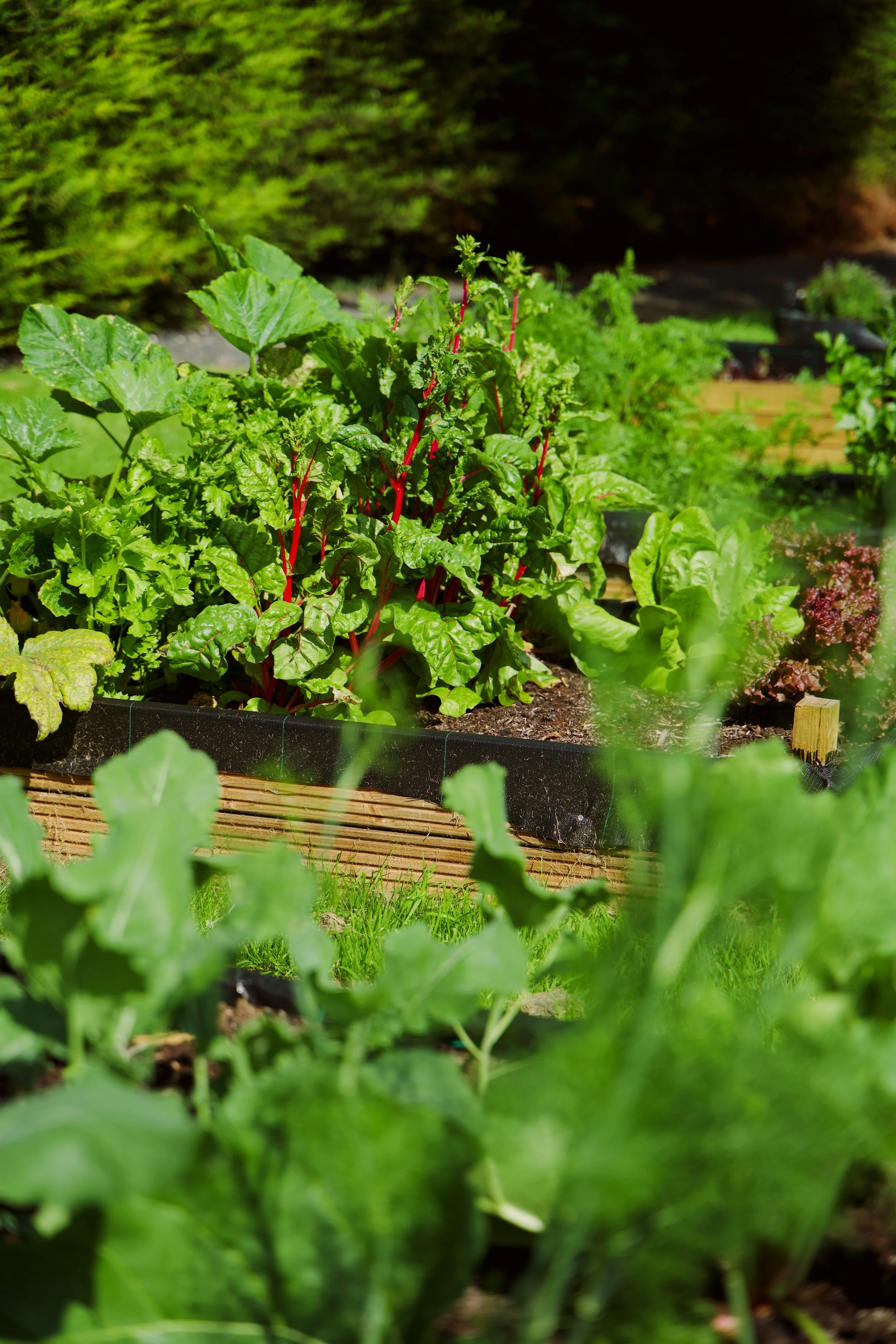 DSC03044_Home Farm.JPG