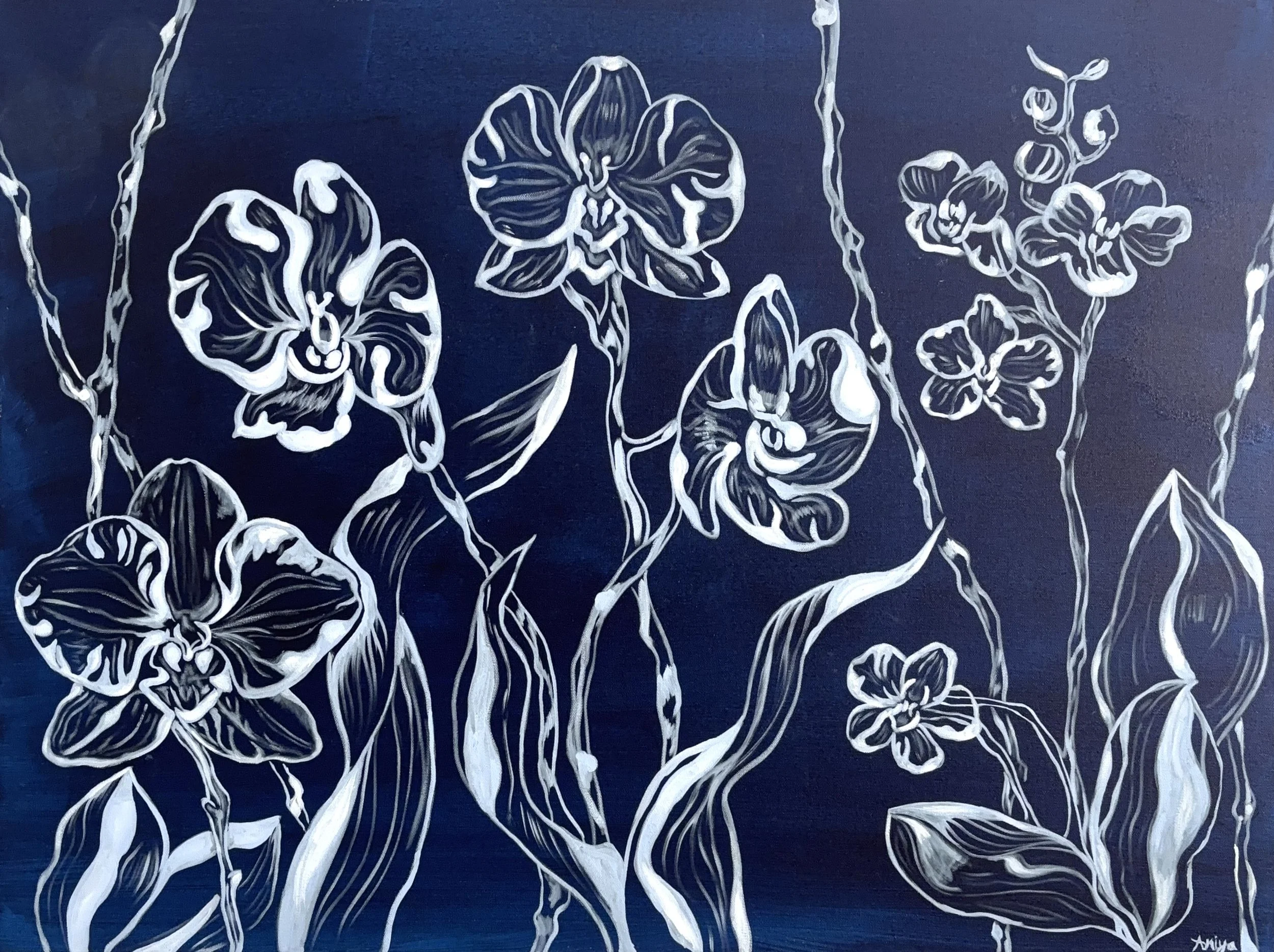 X-Ray Orchids