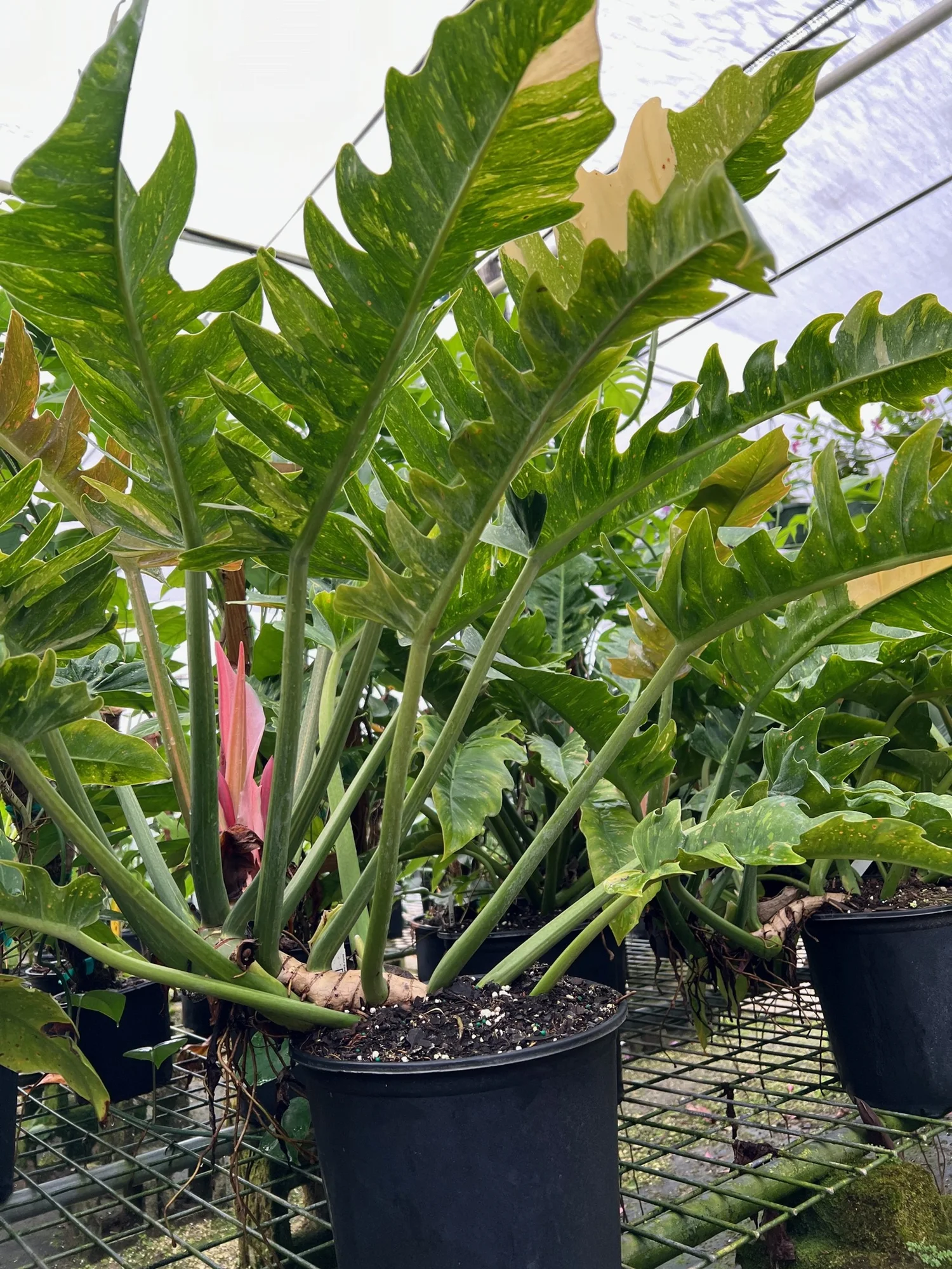 Philodendron 'Ring of Fire'  Excelsa Gardens
