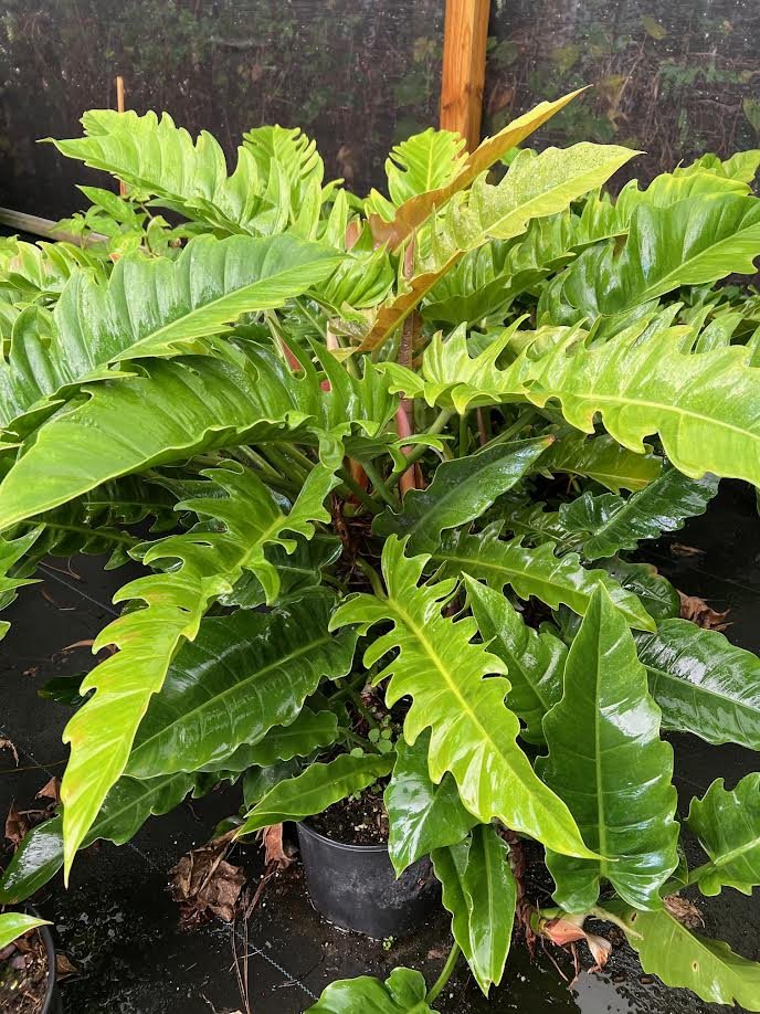 pachira money tree plant Money Tree Variegated ( Pachira aquatica )