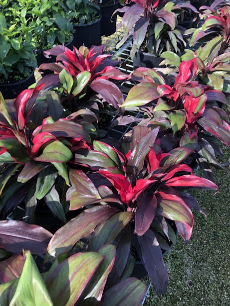 Cordyline 'Ruby'