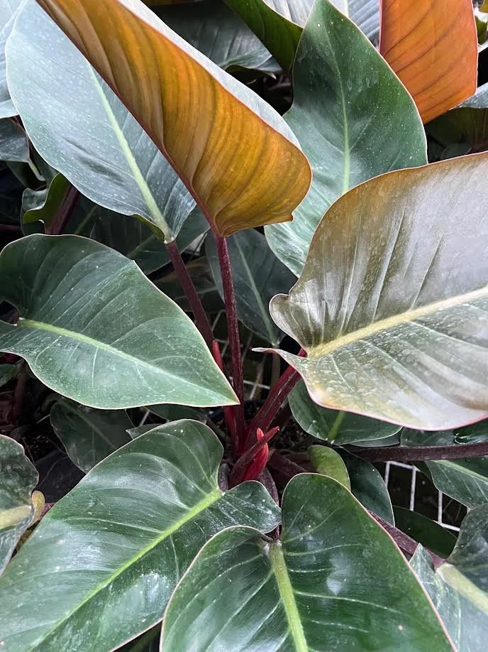 Philodendron 'Rojo Congo'  Excelsa Gardens