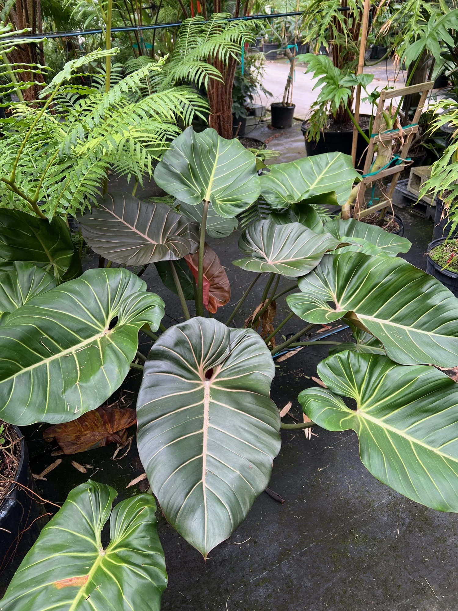 long leaf philodendron 4” Philodendron holtonianum – Canopy Plant Co