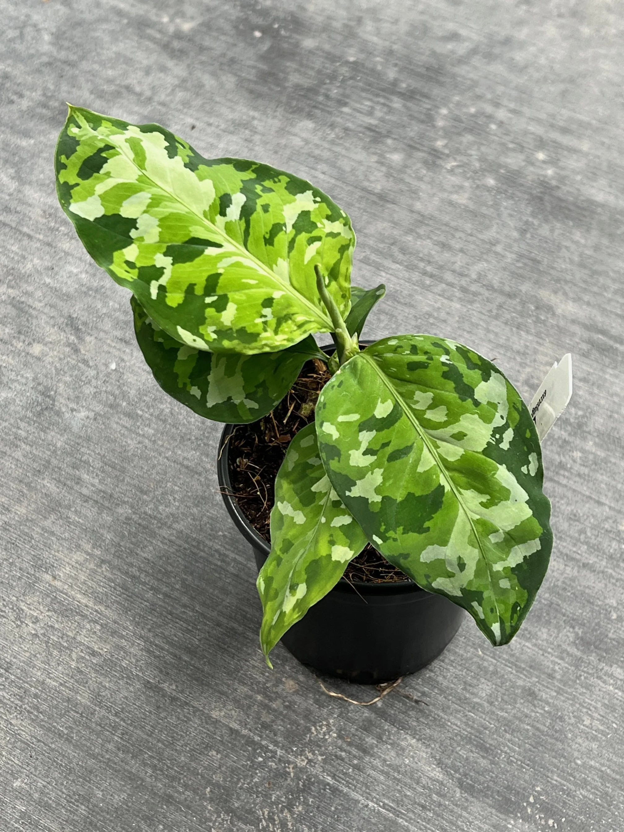 Aglaonema pictum tricolor 観葉植物 Aglaonema pictum tricolor 新しい葉ほど模様がはっきり出てき