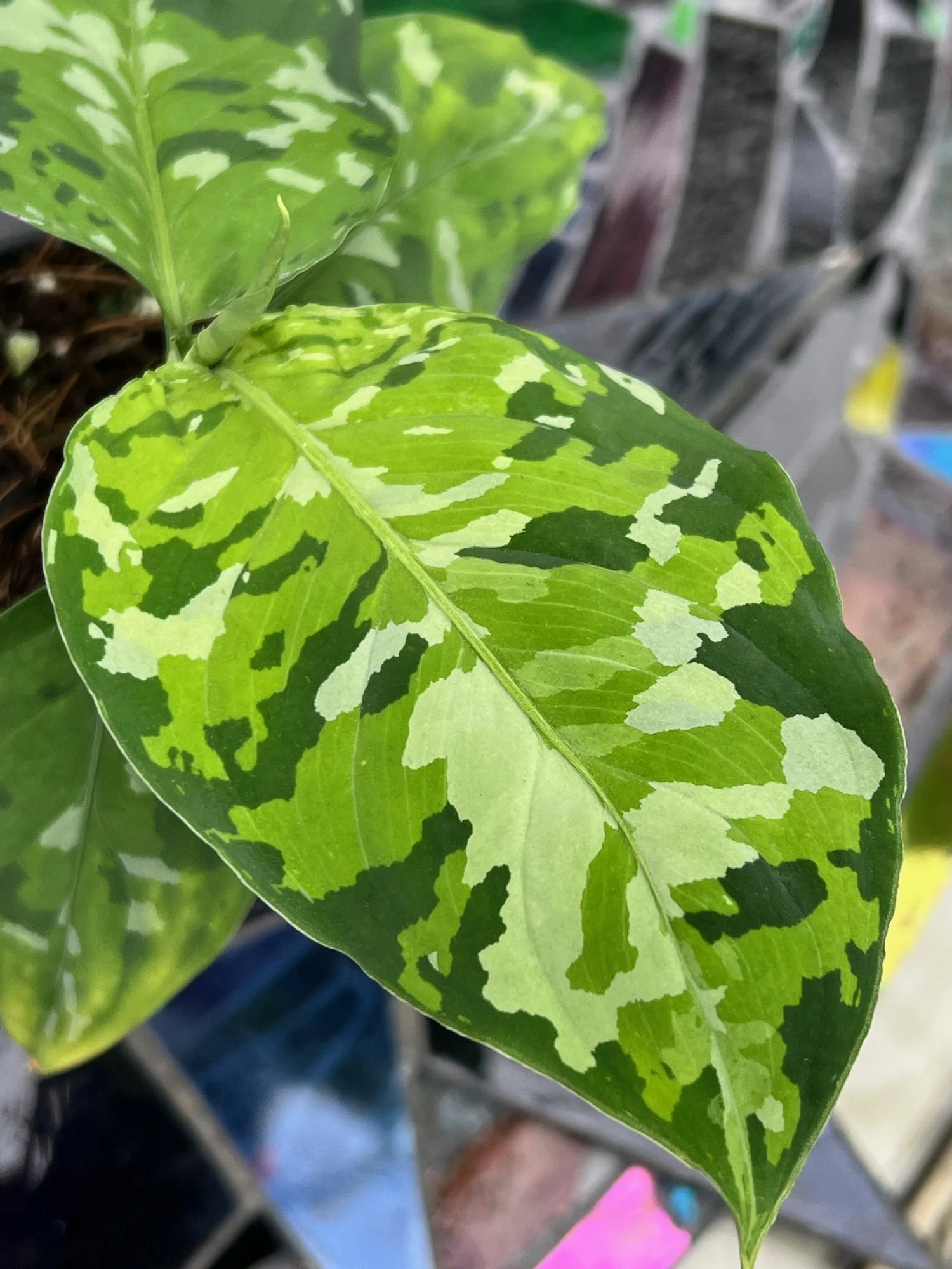 Aglaonema Picta Tricolor — Excelsa Gardens