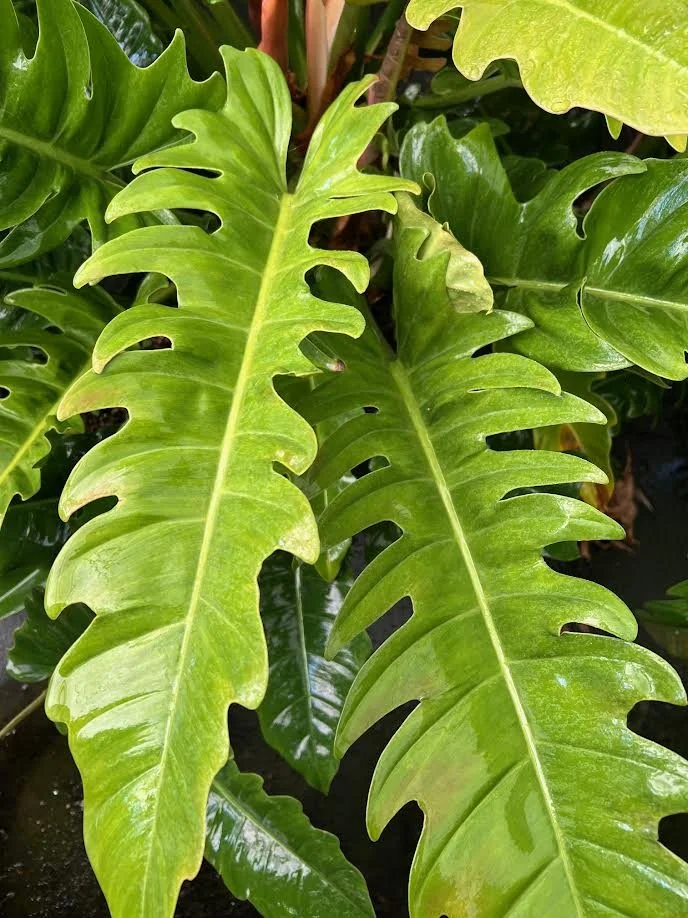 philodendron birkin for sale Philodendron Birkin – Lichtenfelt's