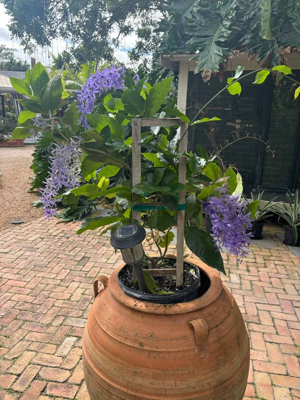 butterfly wings plant Bulk Butterfly Flower - Angel Wings Mix