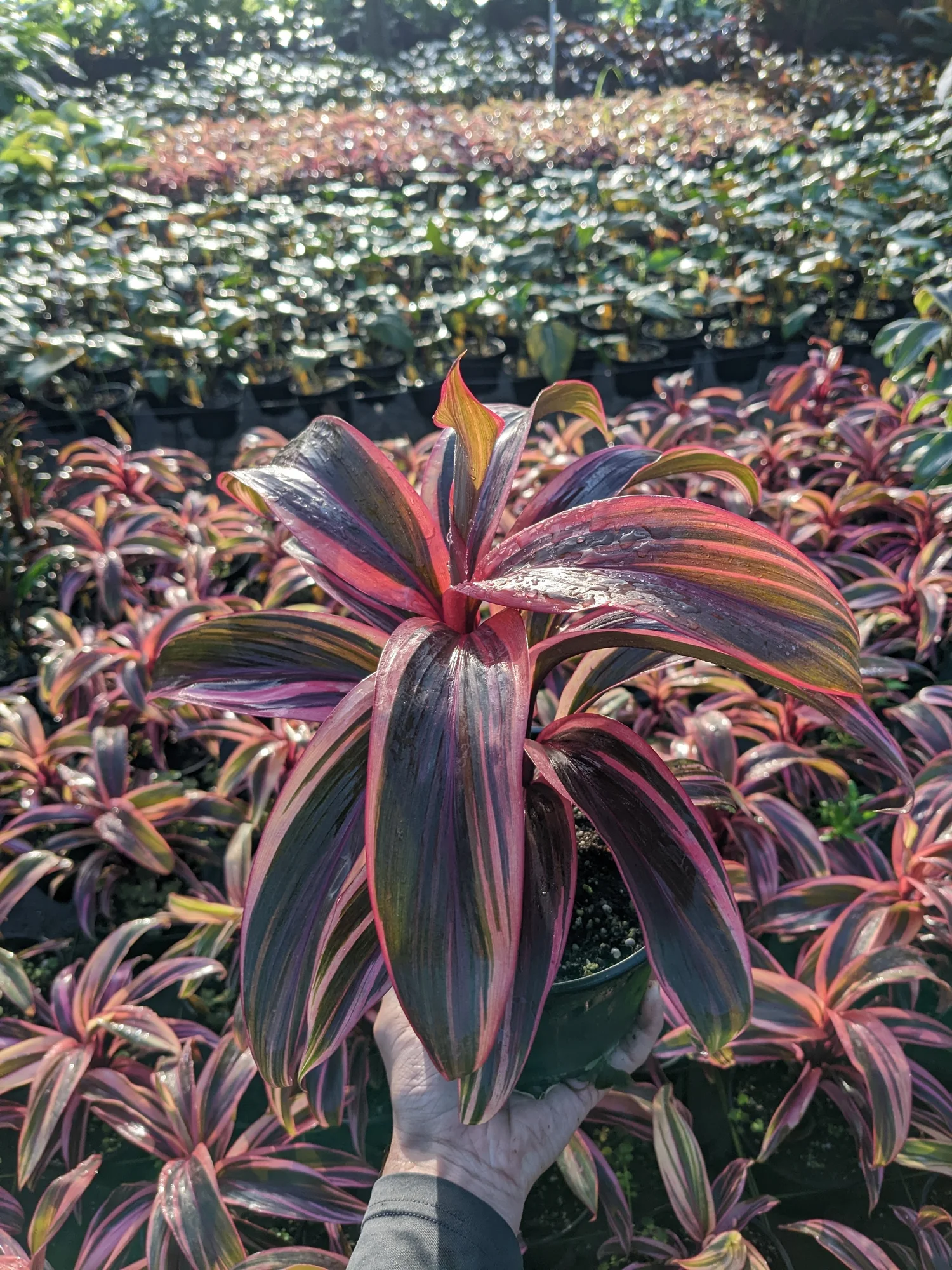 Cordyline 'Electra'  Excelsa Gardens