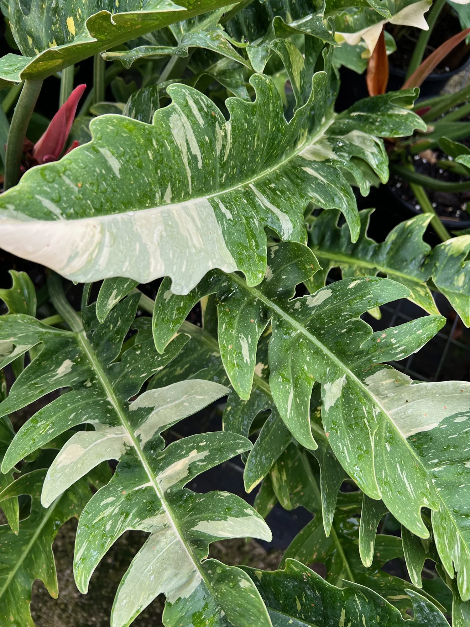 variegated monstera deliciosa for sale Monstera Aurea Variegated – Plant Vault main image 1