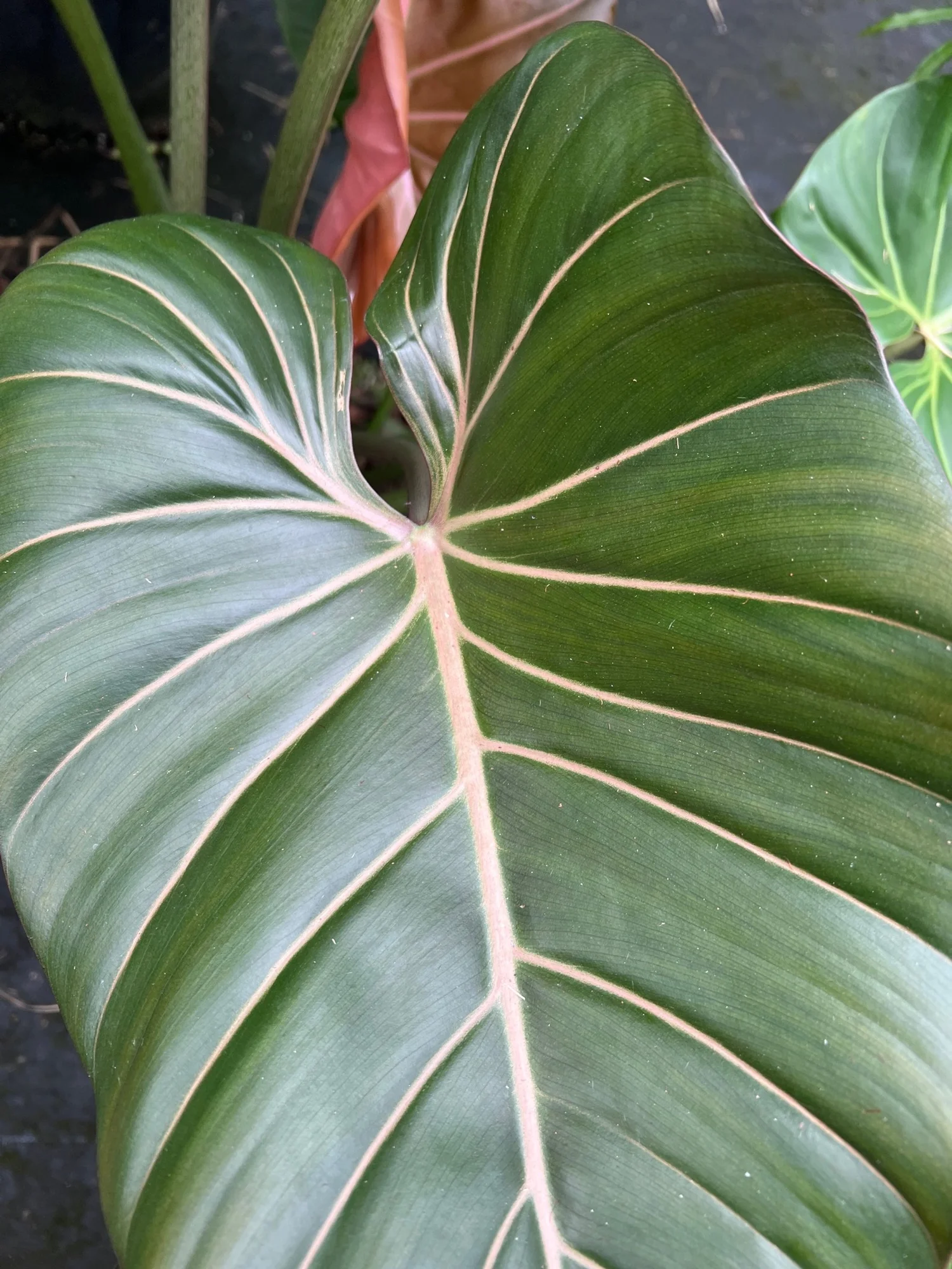 silver dollar plant succulent Xerosicyos Danguyi