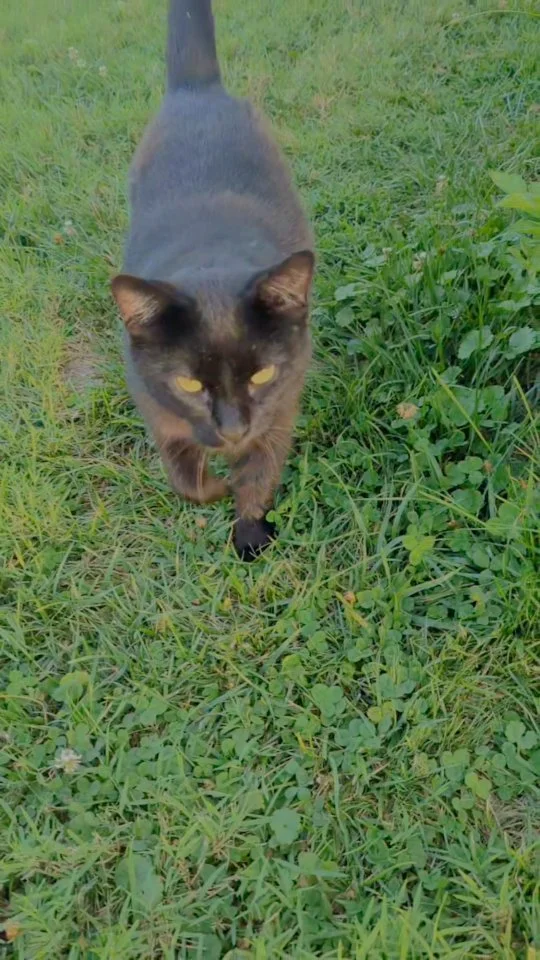 This is how we celebrate one pumpkin growing in the garden. π π»πͺ
#almostfall #spookyseason #blackcat #echo #practicalmagic