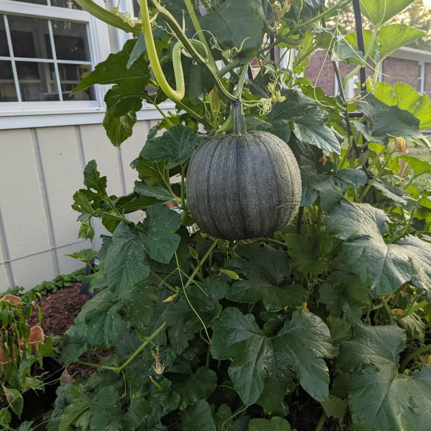 This week was just baking, and gardening, and baking, and gardening.... and I got a Fitbit. Check out that watermelon, not my best effort there. πBut the pumpkins and tomatoes are πππ