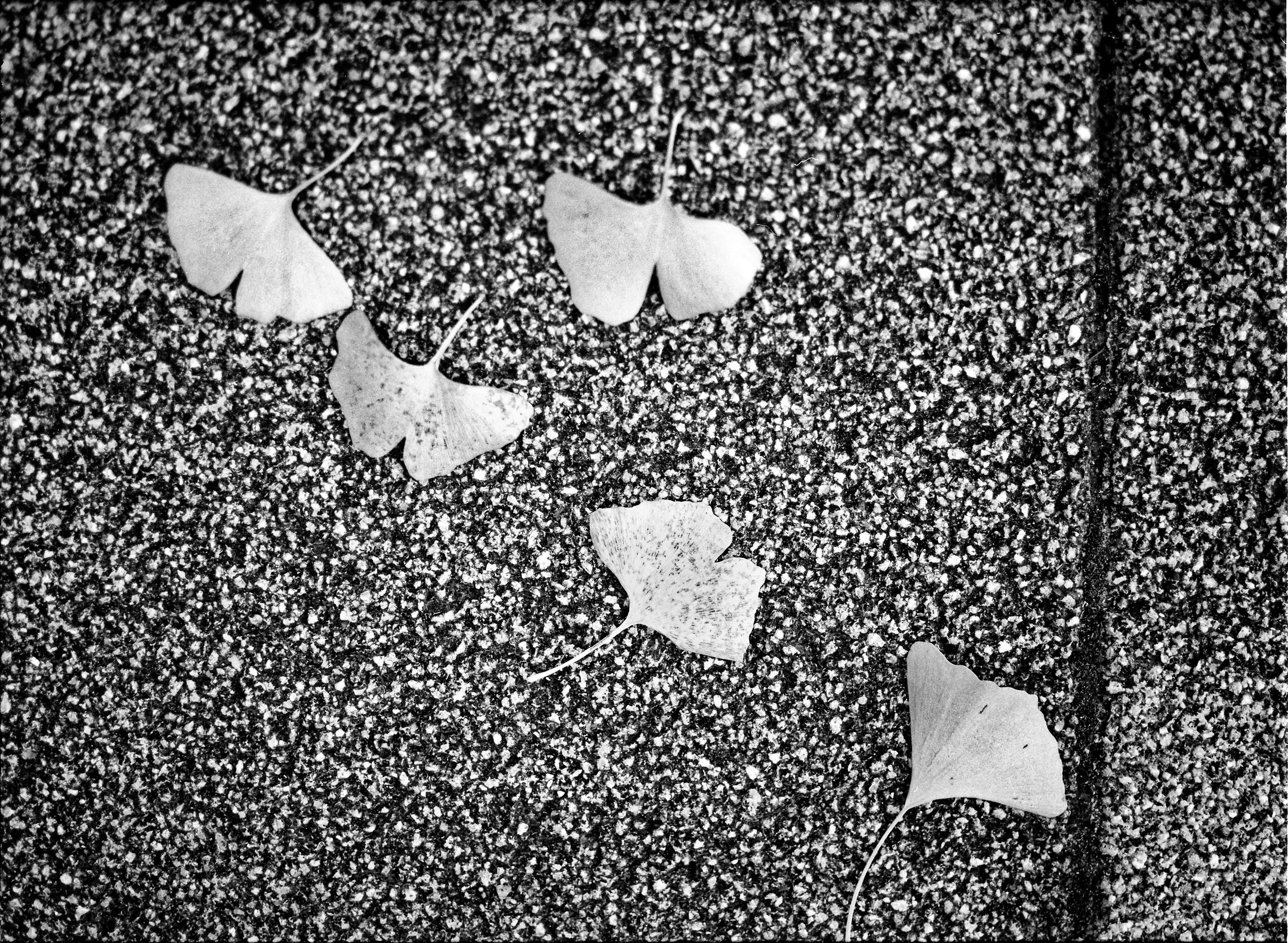 Film shots from my Pentax 645N