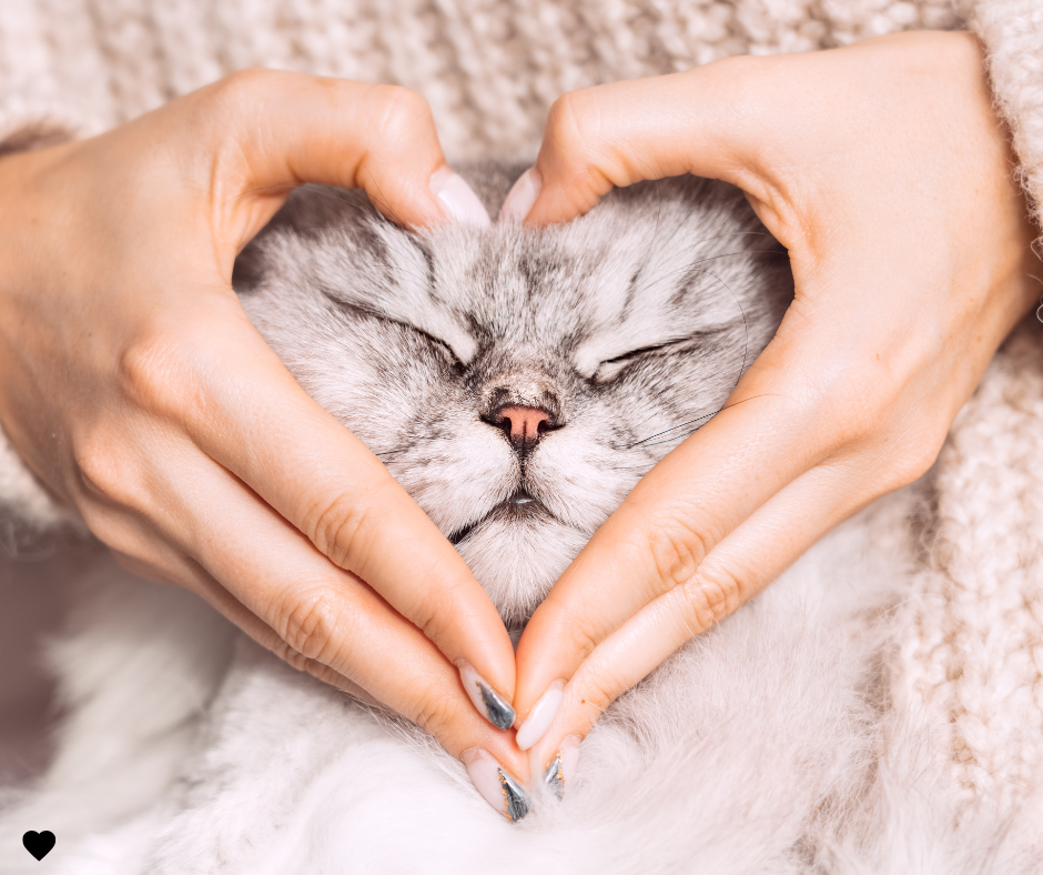 When Grief Doesn’t Follow the “Normal” Path: Understanding Complicated Pet Loss