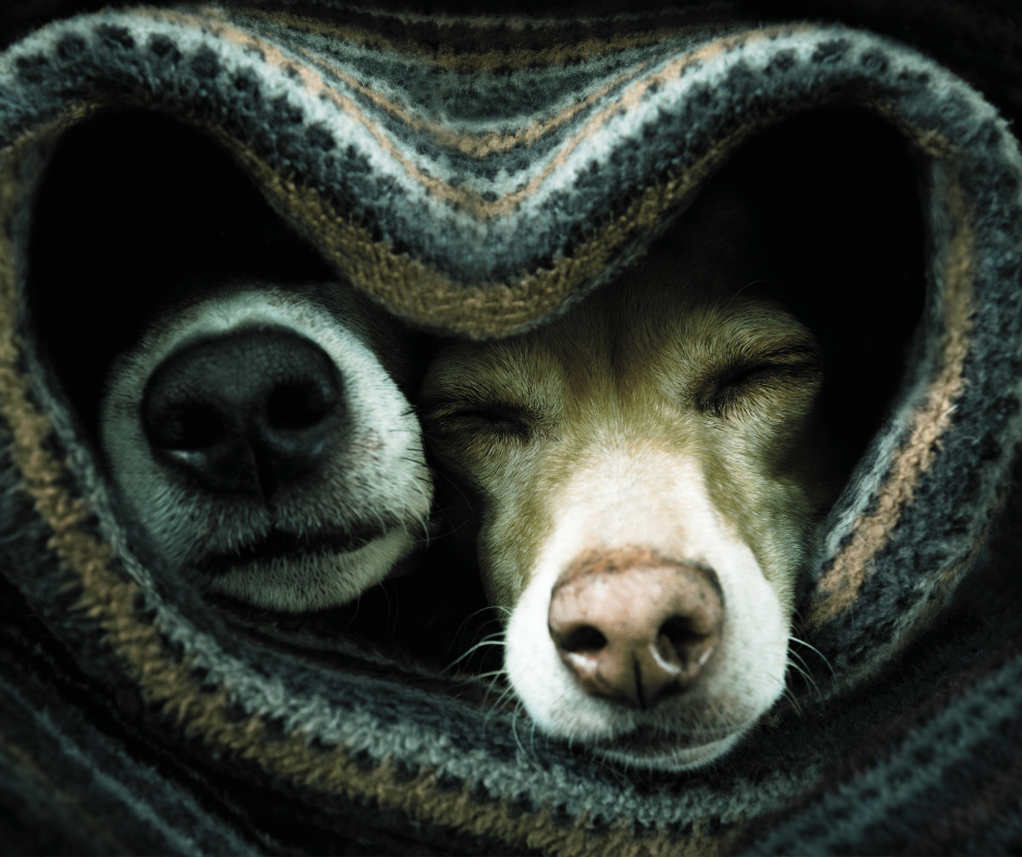 Allowing Pets to Mourn the Loss of Their Friend