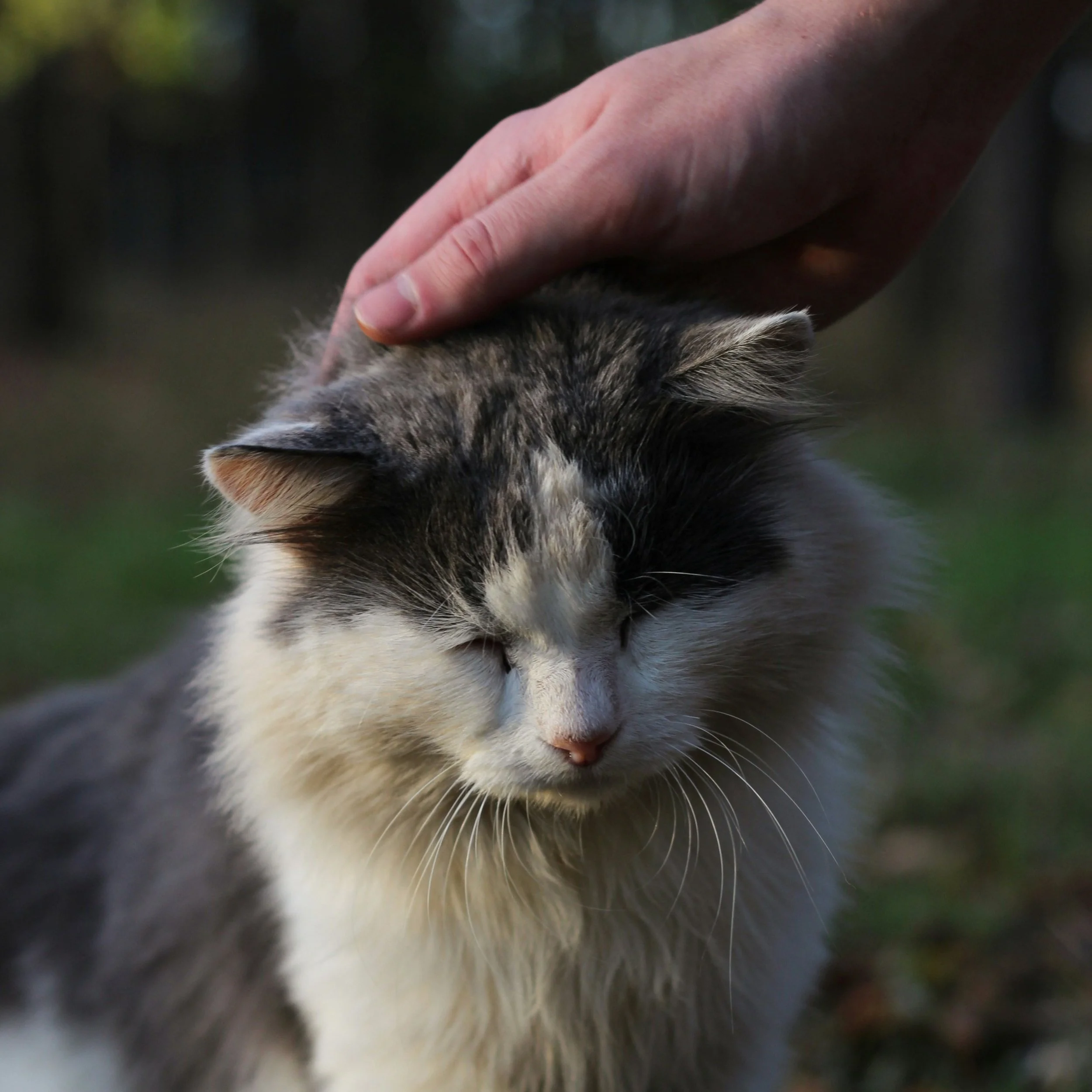 Finding Comfort: How to Support Yourself and Your Pet During Their Final Journey